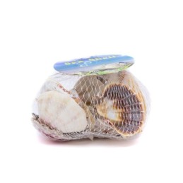 Caracol de mar tipo concha
