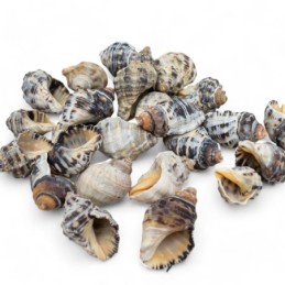 Caracol de mar