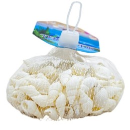 Caracol de mar pequeño blanco