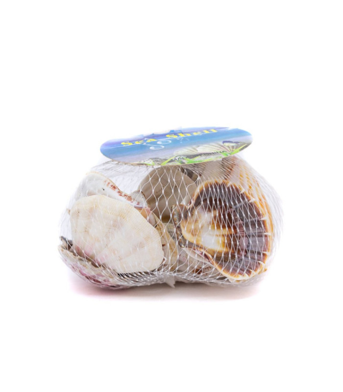 Caracol de mar tipo concha