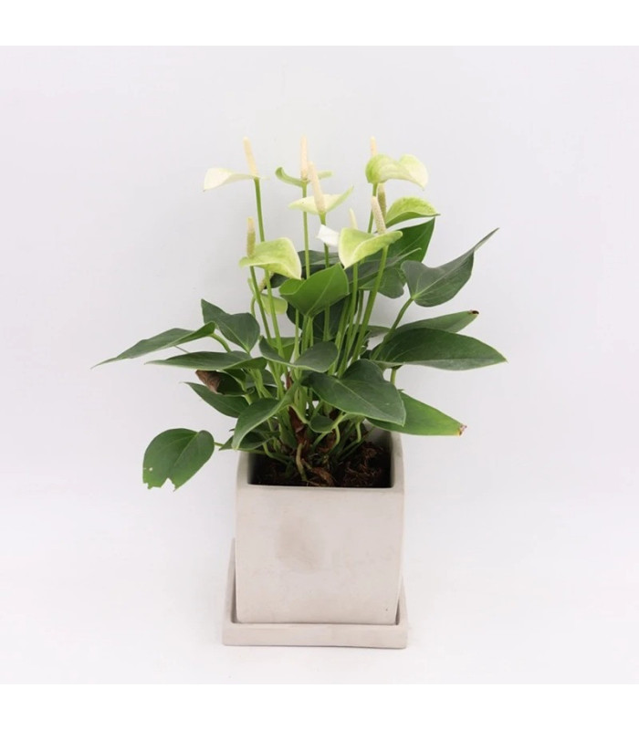 MOLDE S. POTE CUADRADO CON TAPA 9x10CM