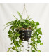 PLANTERA COLGANTE 22x13.5CM