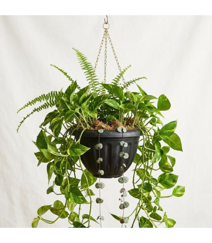 PLANTERA COLGANTE 22x13.5CM